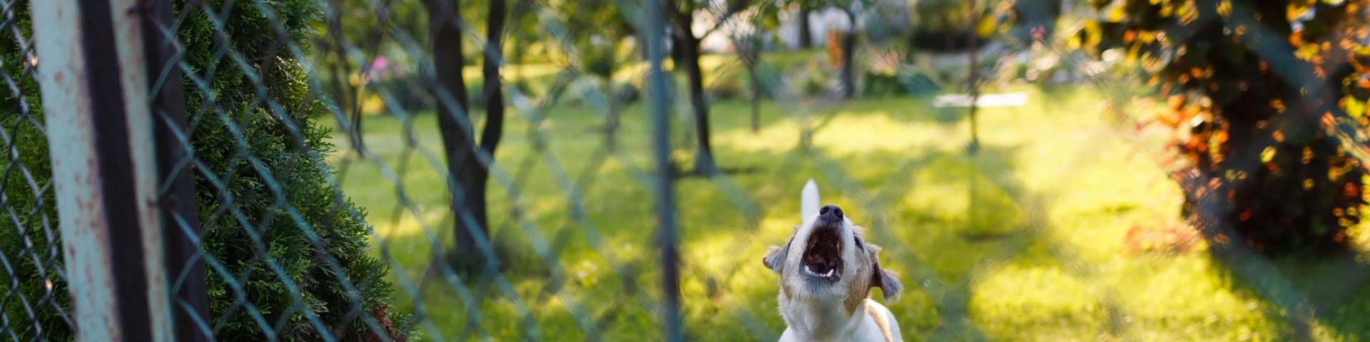 dog barking