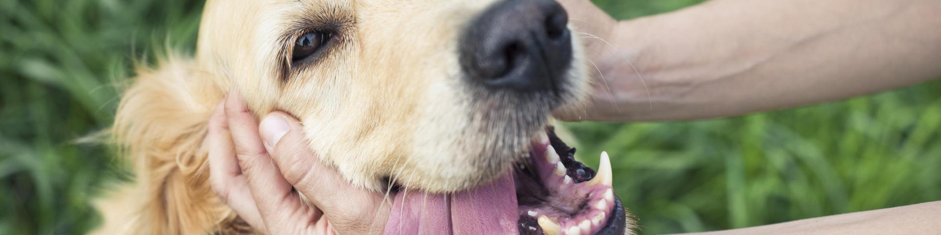 Pet Dog