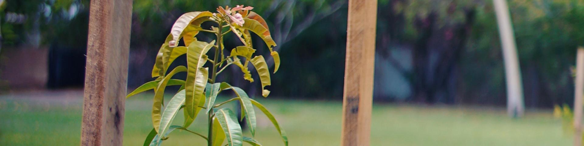 Edible Pocket Gardens 