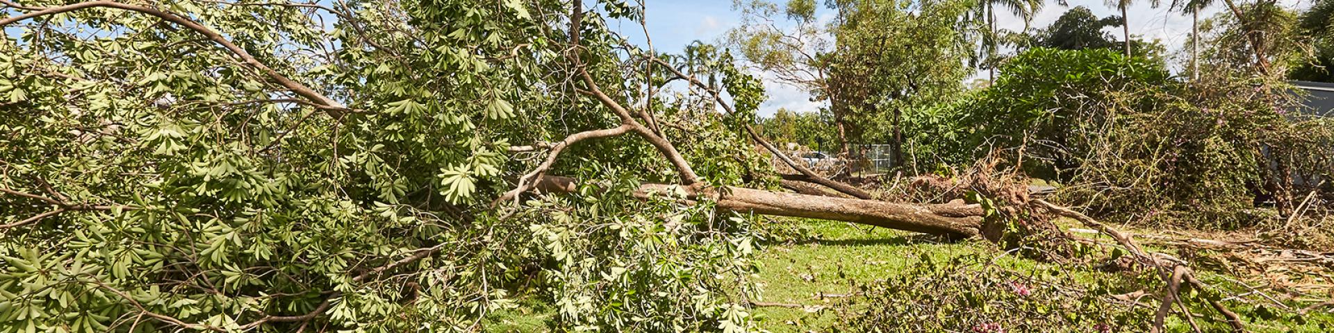 Cyclone Preparation