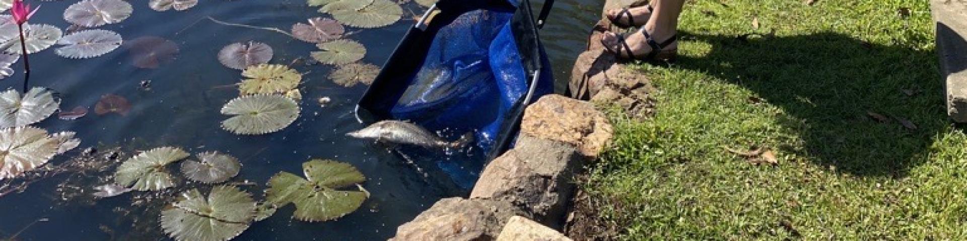 Hooked on Pallmerston