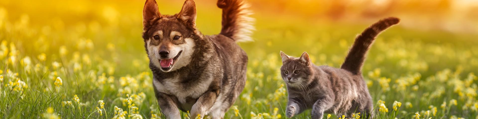 image of a dog and cat running_stock image