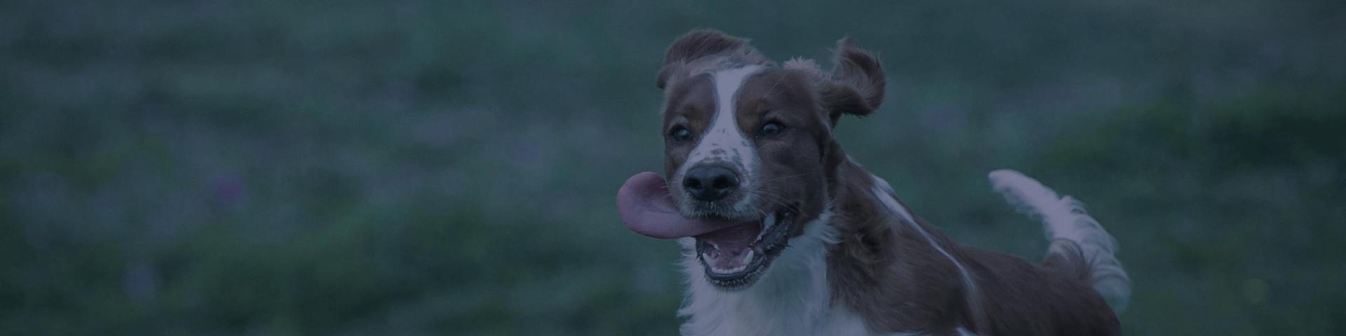 dog running
