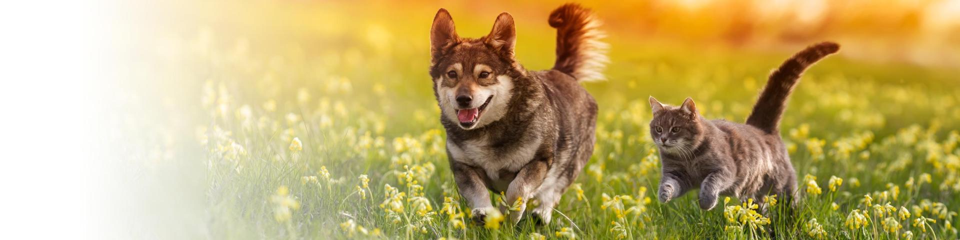 Banner Image By-Laws Dog and Cat