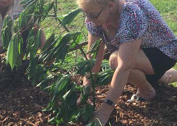 Edible Pocket Garden