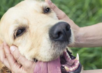 Maurice Terrace Park Off-Leash Dog Area Consultation