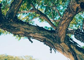 Draft Policy Preserving our Urban Forest 