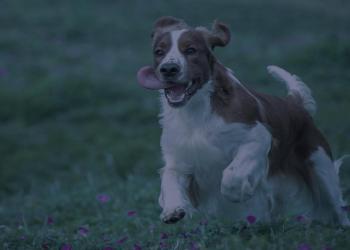 dog running