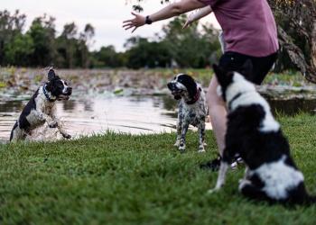Dogs at Marlow Lagoon