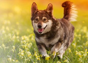Banner Image By-Laws Dog and Cat