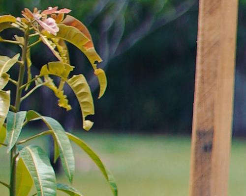 Edible Pocket Gardens