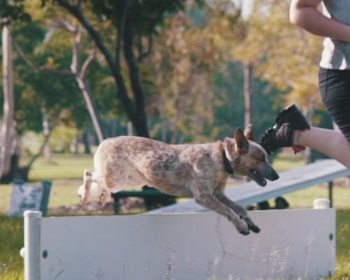 Pet Park
