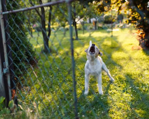 barking dog