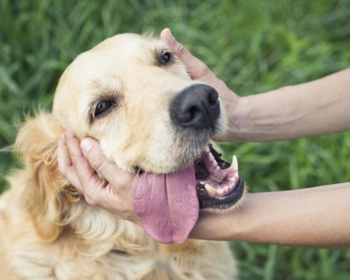 Pet