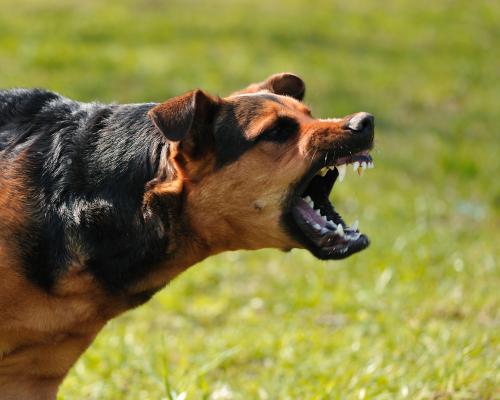 Angry Dog