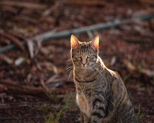 Image of a cat