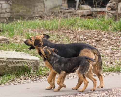 Dog wandering