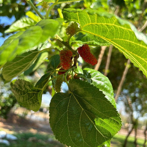 Produce 