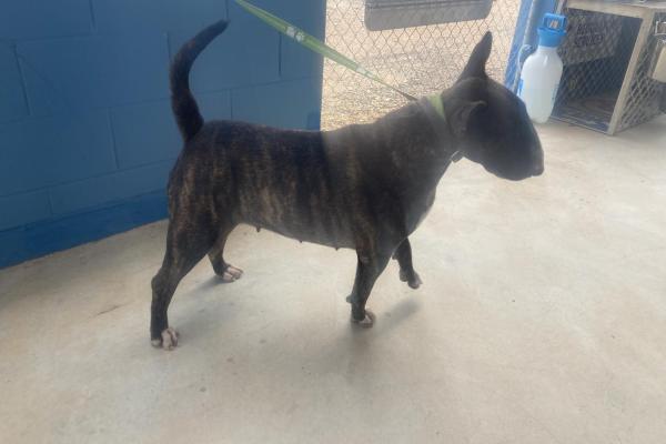 Bull Terrier - Entire Female - Brindle - Collar - Microchip - No Tags 