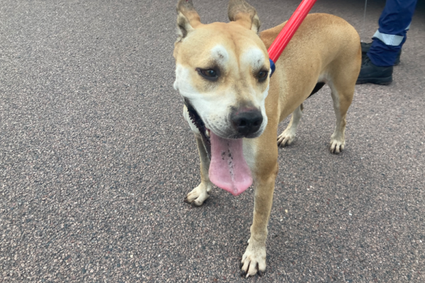 Staffy X - Desexed Female - Tan - Collar - Tag - Microchip - Owner contacted 