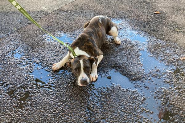 Mixed - Adult - Entire Female - brindle and white - no collar - no tag - no microchip