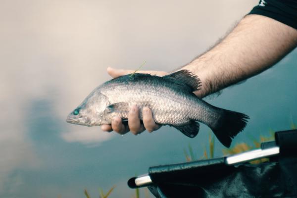 Person holding Barra at lake